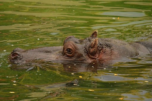 Free Hippopotamus Nature photo and picture