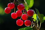 cherries, cherry, branch