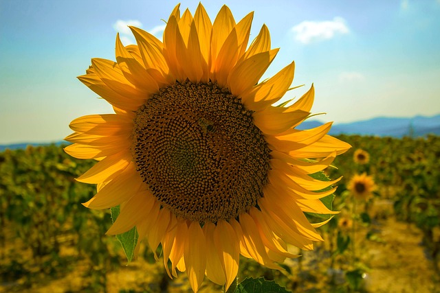 Free Sunflower Summer photo and picture