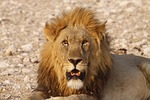 lion, pasha, africa