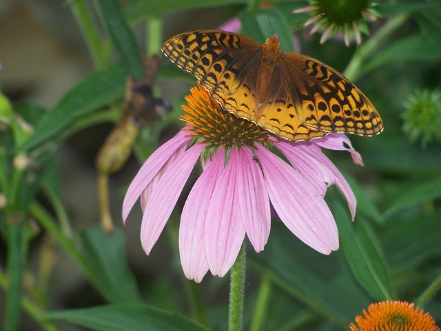 Sommerfugl, Blomst, Smukke Blomster