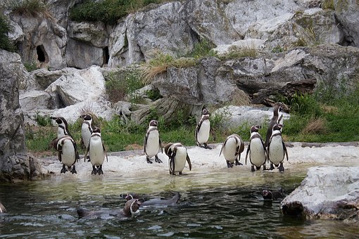Free Penguins Animals photo and picture