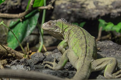 Free Lesser Antilles Iguana Iguana photo and picture