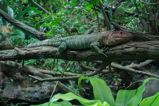 Free Crocodile Animal photo and picture