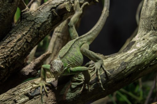 Free Lesser Antilles Iguana Iguana photo and picture