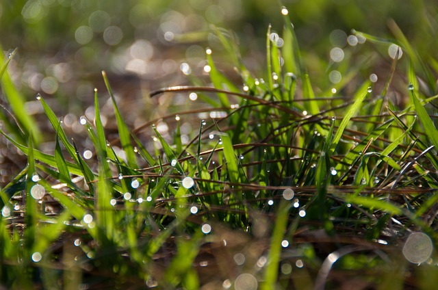 Free Dew Grass photo and picture