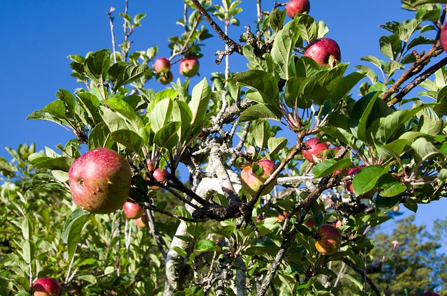 Free Apple Tree photo and picture