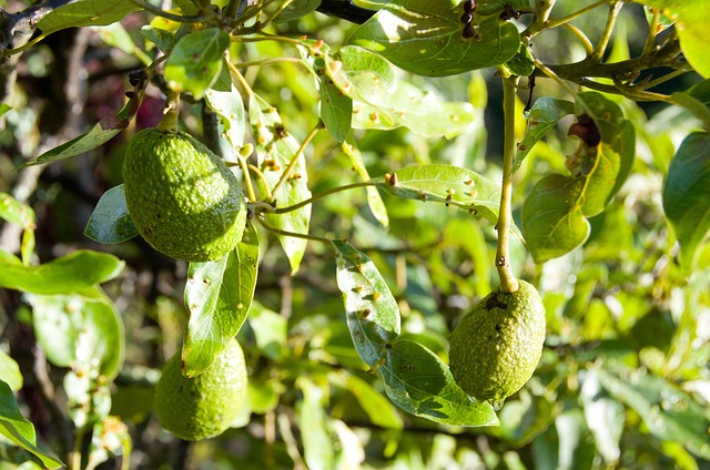 Free Avocado Fruit photo and picture