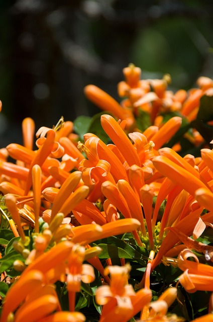 Free Orange Plant photo and picture