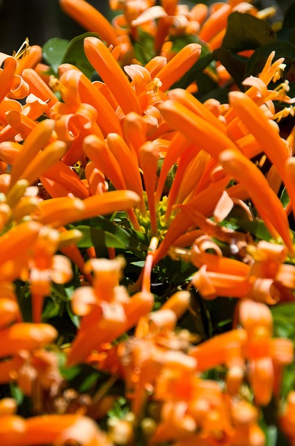 Free Orange Flower photo and picture