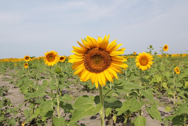 Free Sunflower Field photo and picture