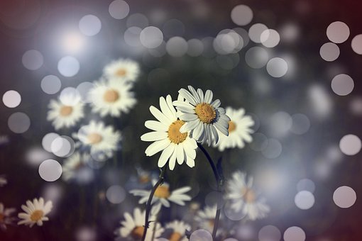 Free Flower Blossoms photo and picture