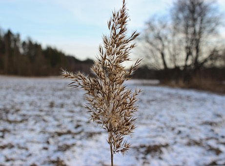 Free Oats Nature photo and picture