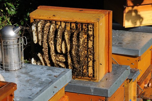 honeycomb-827475__340.jpg