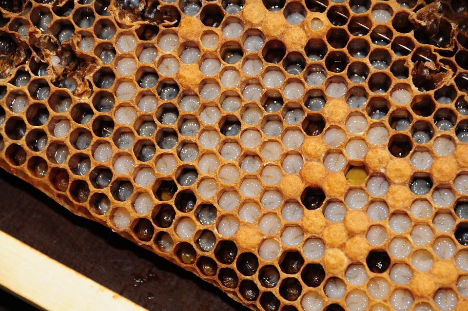 Honeycomb Simmer Bees · Free photo on Pixabay