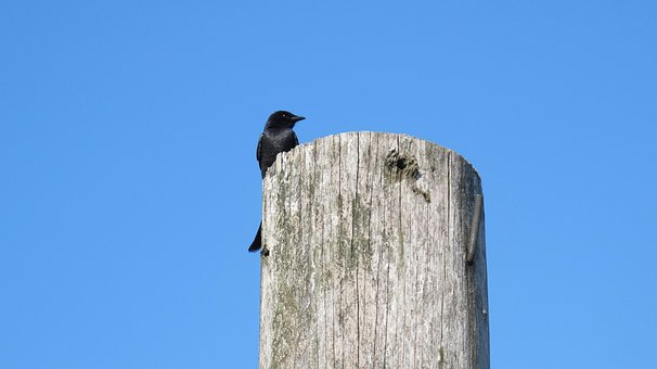 Free Bird Blue photo and picture