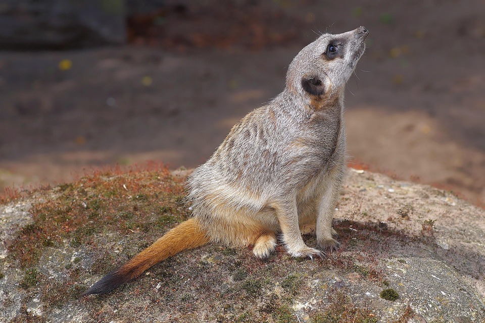 Mangosta Suricata Mamífero Foto gratis en Pixabay