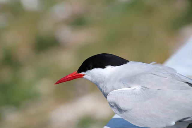 Free Gull Birds photo and picture