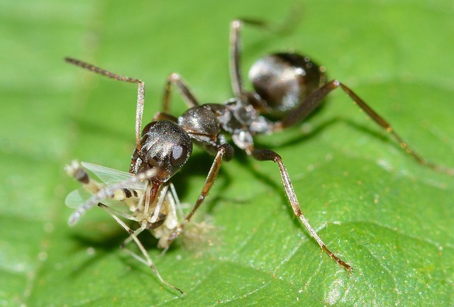 Page 3 - 100,000+ Free Ants Food & Ant Images - Pixabay
