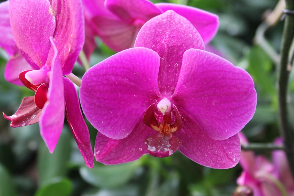 chau-hoa-lan-tron-niem-vui-flowerbi-dep