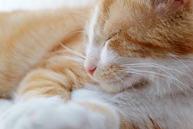 Free Cat Animal photo and picture