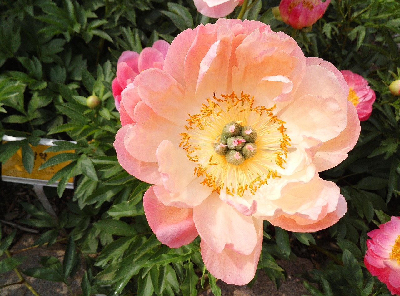 작약 꽃 분홍 - Pixabay의 무료 사진 - Pixabay