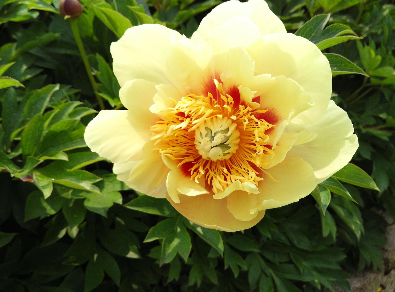 작약 꽃 노랑 - Pixabay의 무료 사진 - Pixabay