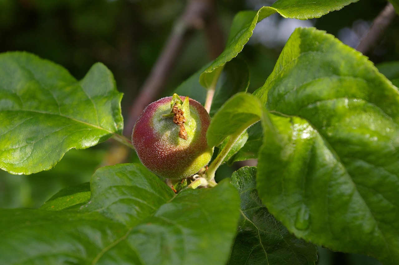 100+ Free Small Apples & Small Images - Pixabay
