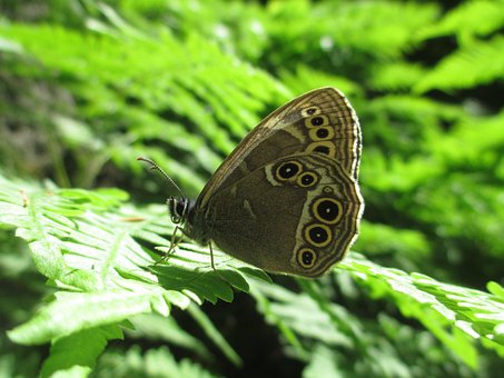 Mariposa, Bosque Marrón, Nymphalidae