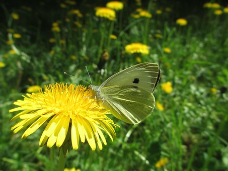 Mariposa, Blanco Con Vetas Verdes