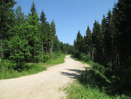 Rastro, Bosque, Naturaleza, Paisaje