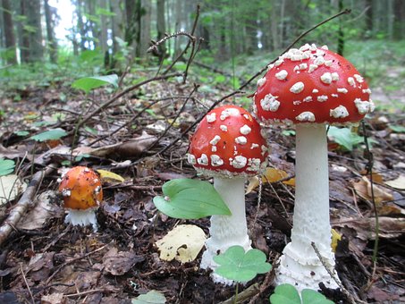 Amanita Muscaria, Champiñón, Bosque
