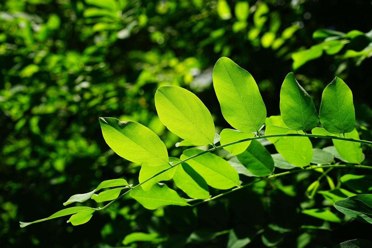 Plus de 300 000 images de Feuille D'Arbre et de Arbre - Pixabay