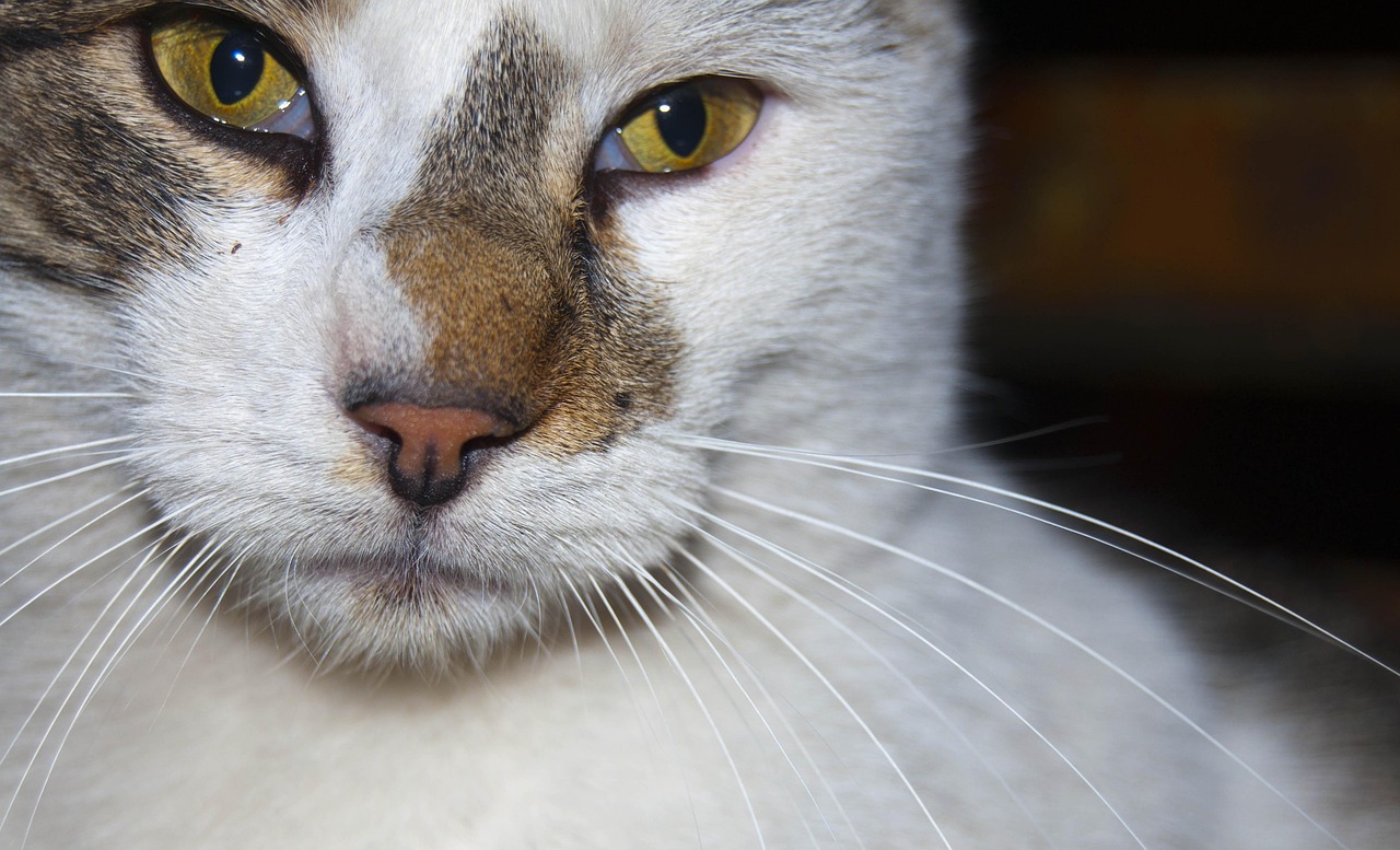 5+ Free User_Id:1168802 Cat & Cat Images - Pixabay