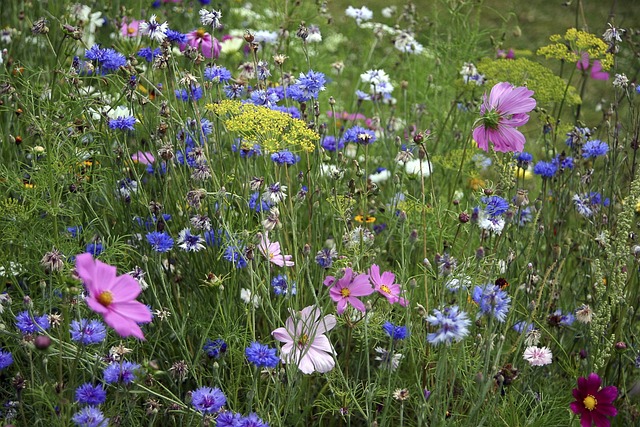 Free Wildflowers Fleury photo and picture
