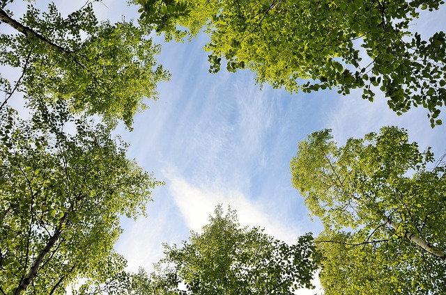 Free Sky Blue Sky photo and picture