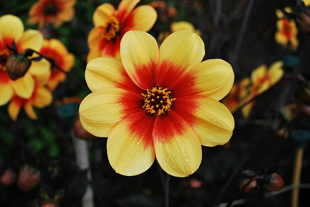 Free Flower Yellow photo and picture