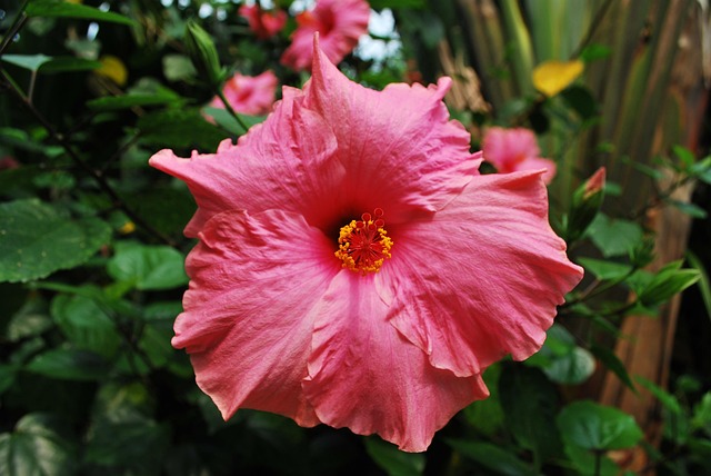 Free Nature Plant photo and picture