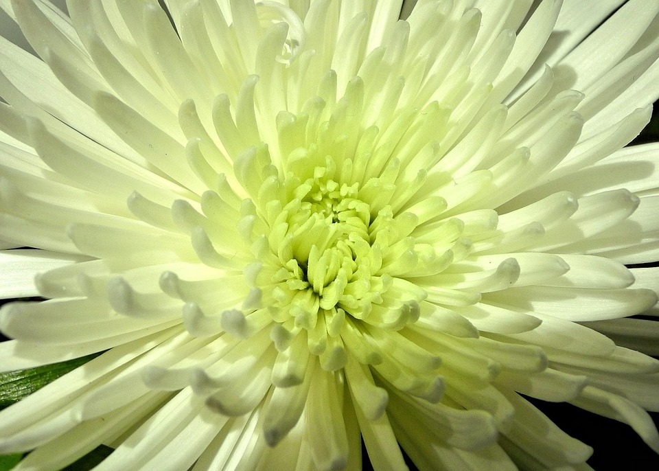 Spider Mum Flower White Garden - Free photo on Pixabay - Pixabay