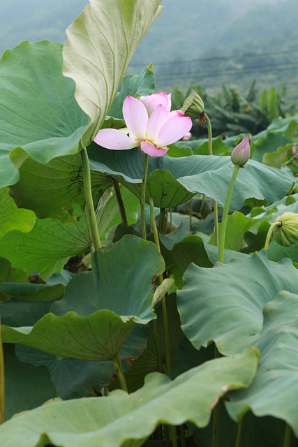 Lotus, Lotusblatt, Rosa, Lotusteich