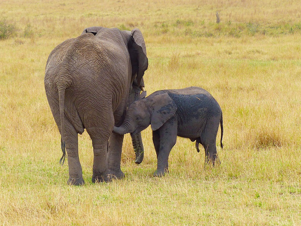 elephant mother baby free
