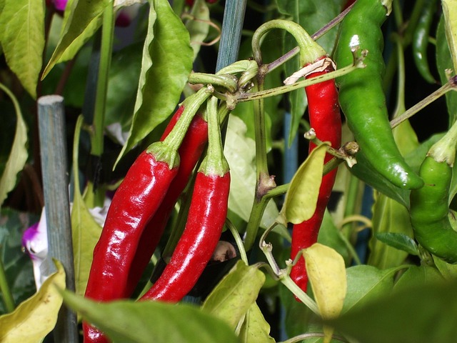 Download free HD stock image of Chilli Plant Free Chilli Plant photo and picture