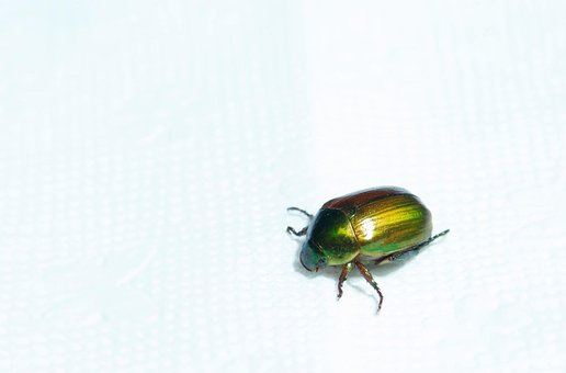 Free Green Bug photo and picture