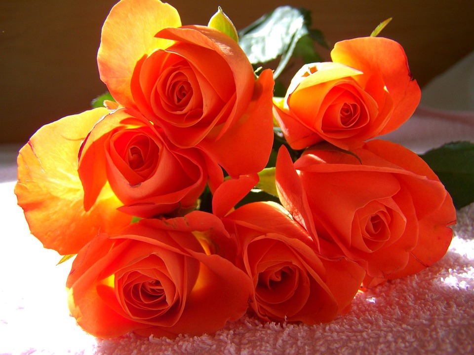 Photo gratuite: Orange-Rouge, Bouquets De Roses - Image gratuite sur