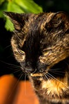 cat, portrait, pet
