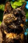 cat, portrait, pet