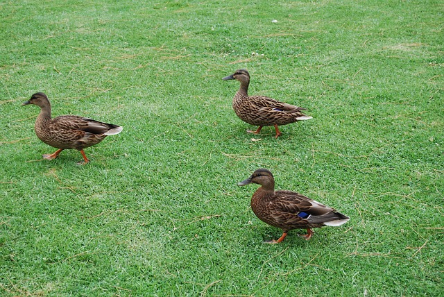 Free Ducks Bird photo and picture