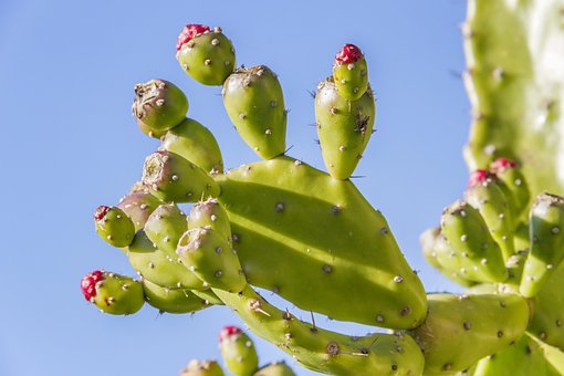 Higo Chumbo, Opuntia, Hermosas Flores