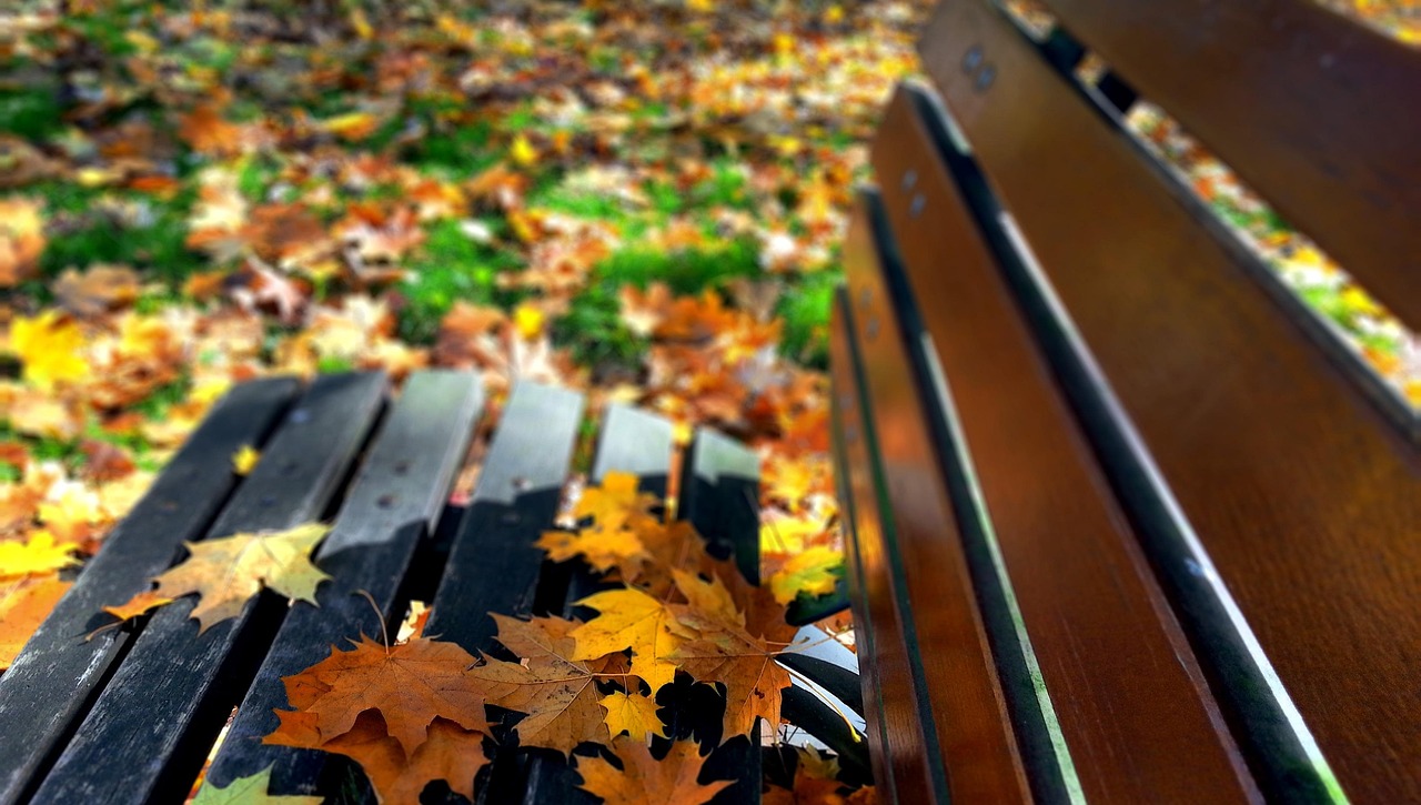 Autumn Leaves Foliage - Free photo on Pixabay - Pixabay