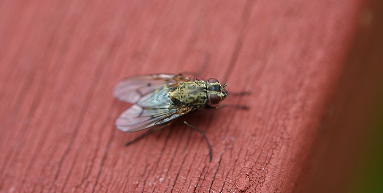 Insecto Animal Naturaleza - Foto gratis en Pixabay - Pixabay